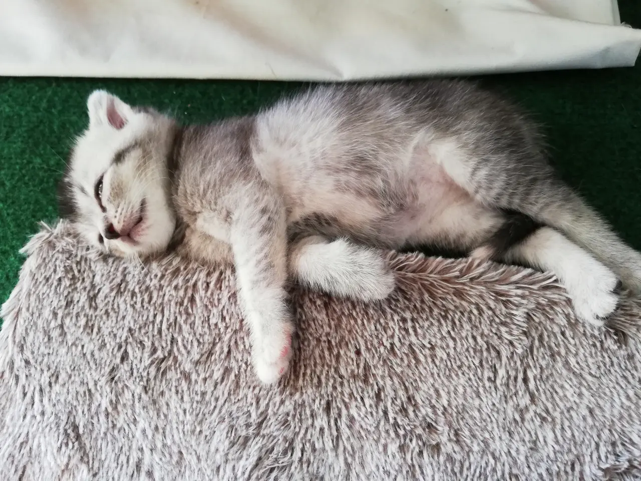 Billede 8 - Nara – Sød og blid Scottish Fold hunkat søger kærl