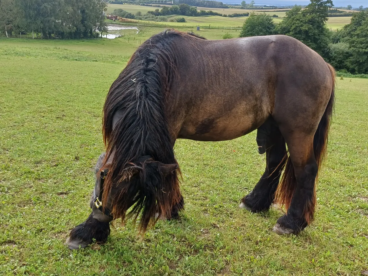 Billede 6 - 2årig Jyskhest hingst sælges