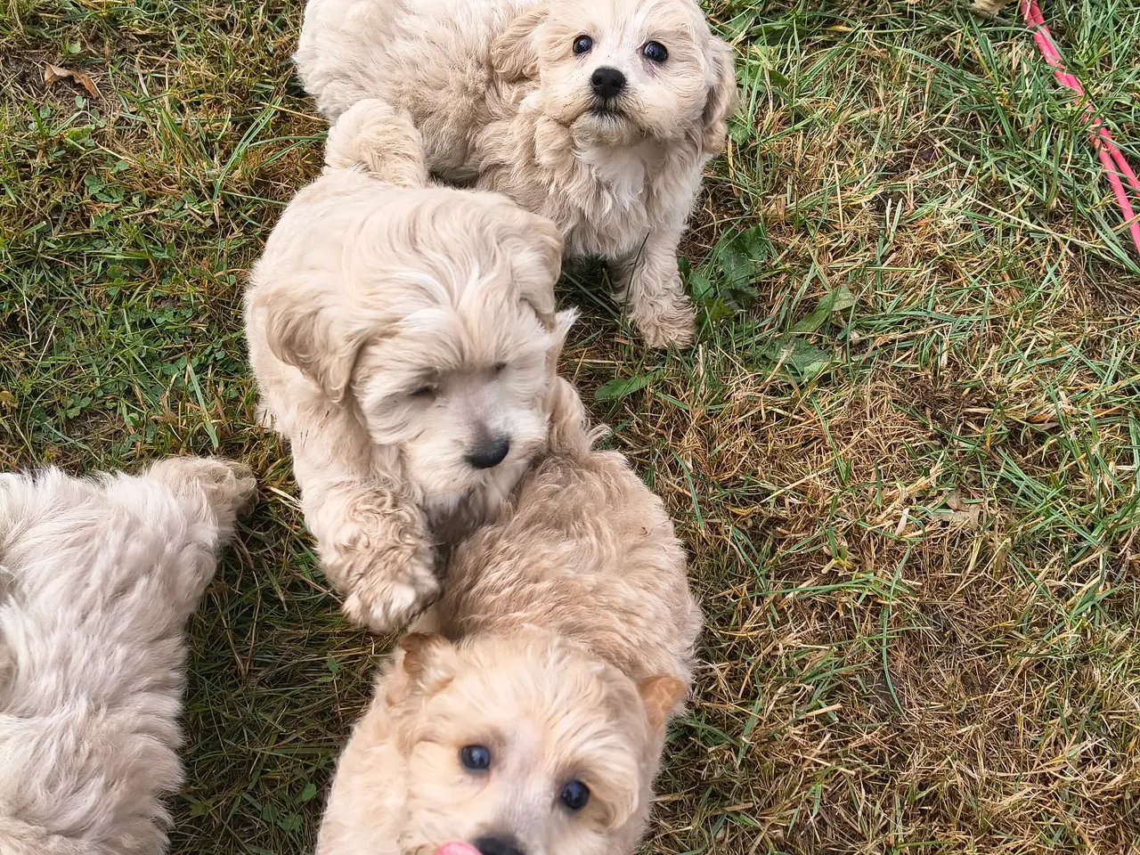 Billede 1 - Maltipoo hvalpe