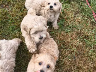 Maltipoo hvalpe