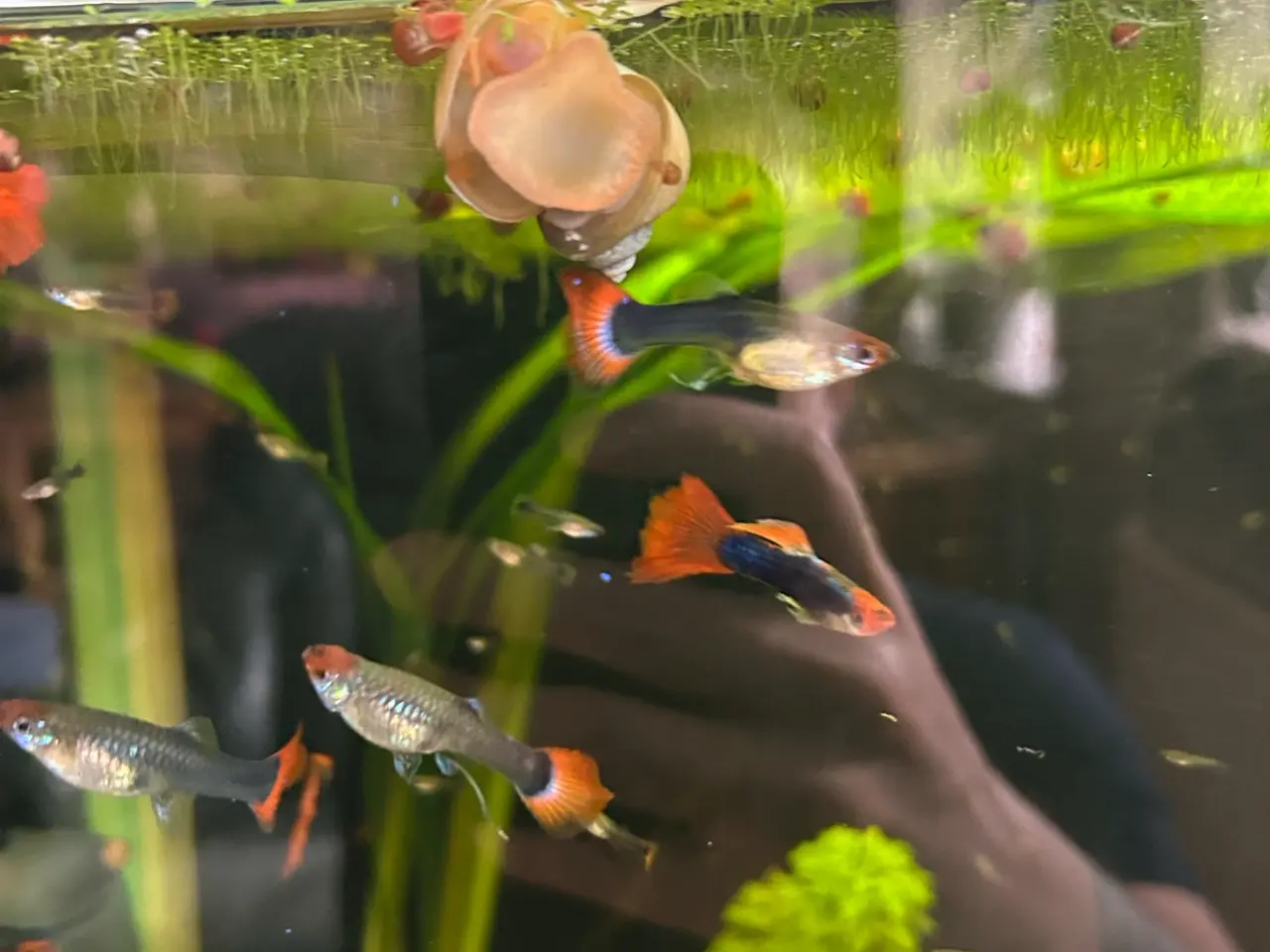 Billede 9 - ❤️🐟 Rednose Dumbo Guppy – Smuk Kontrast (unger)