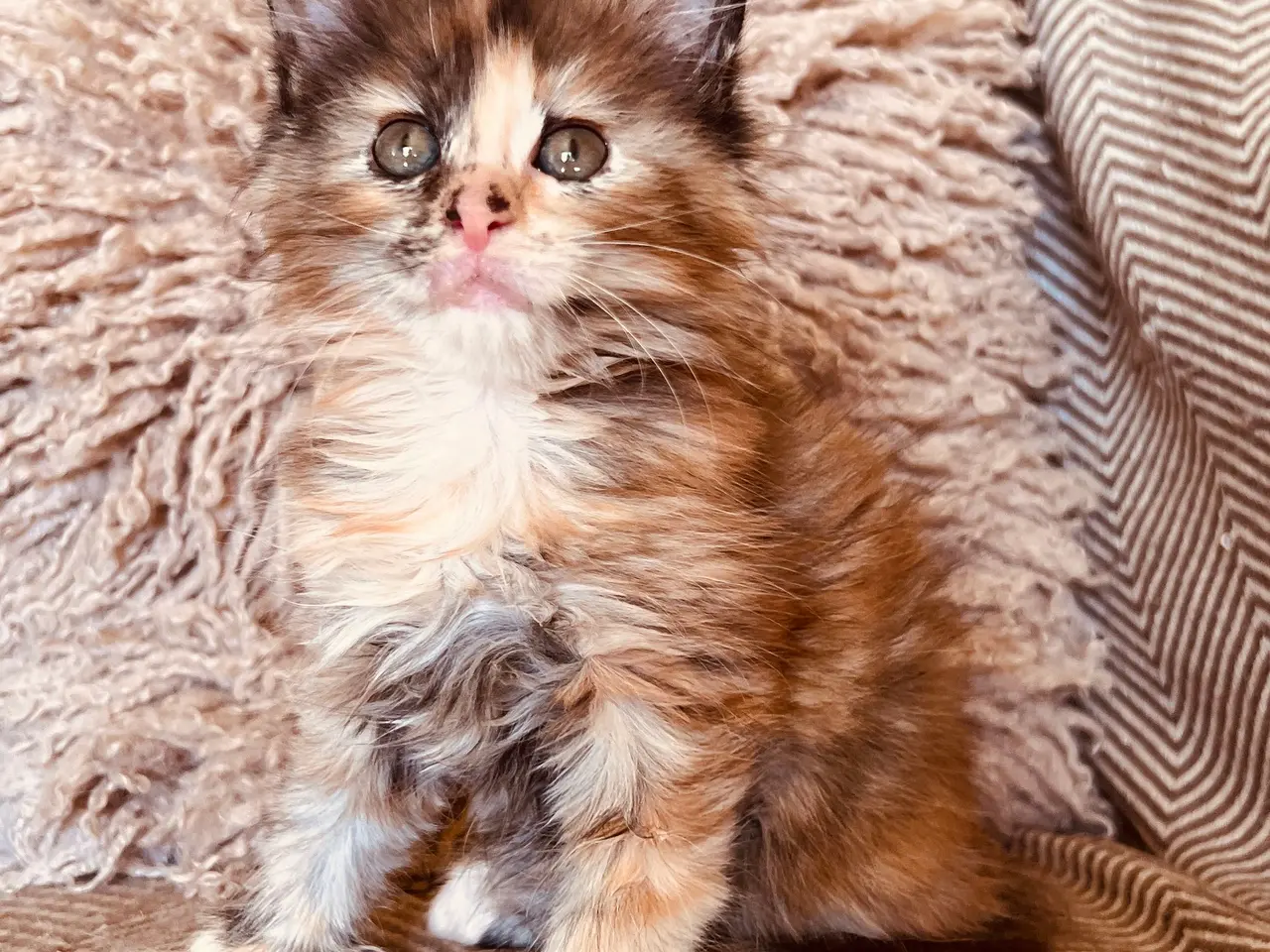 Billede 1 - Mainecoon killinger