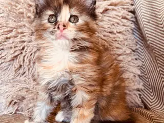 Mainecoon killinger
