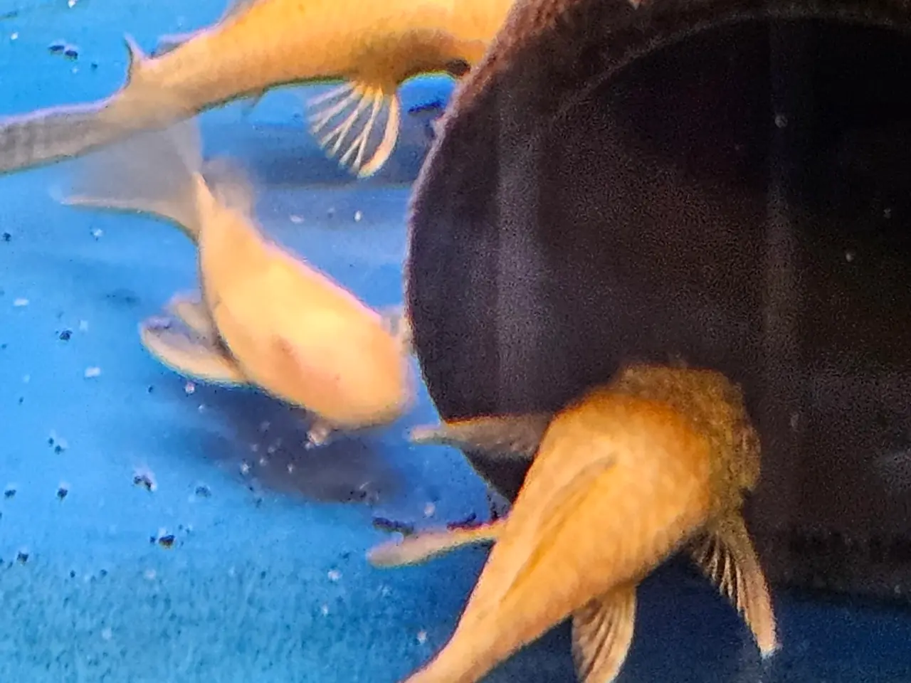 Billede 3 - Gule ancistrus Malle