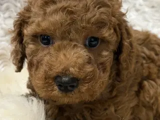 Skønne Doodl hvalpe klar til nye familier 🥰❤️