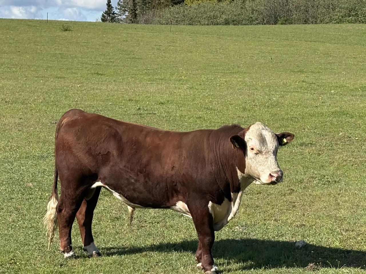 Billede 3 - Hereford tyr