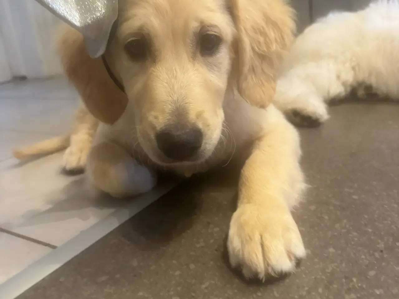 Billede 9 - Fantastisk kærlig Golden doodle