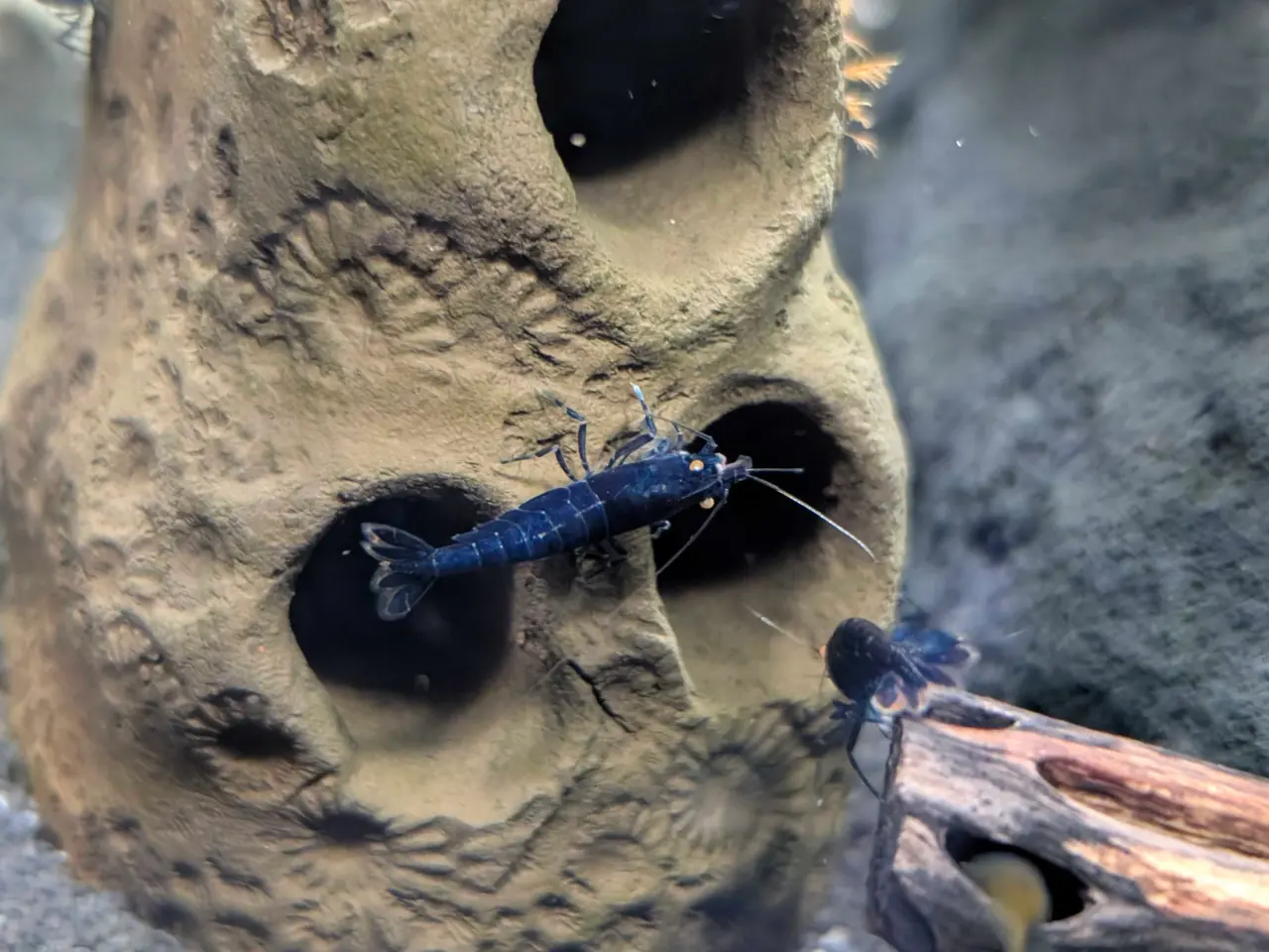 Billede 8 - Caridina Royal Blue Tiger OE reje 