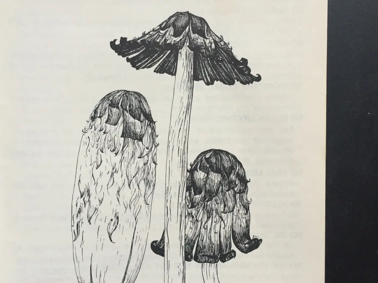Billede 2 - MUSHROOMS FOR COLOR - © Miriam Rice 1980