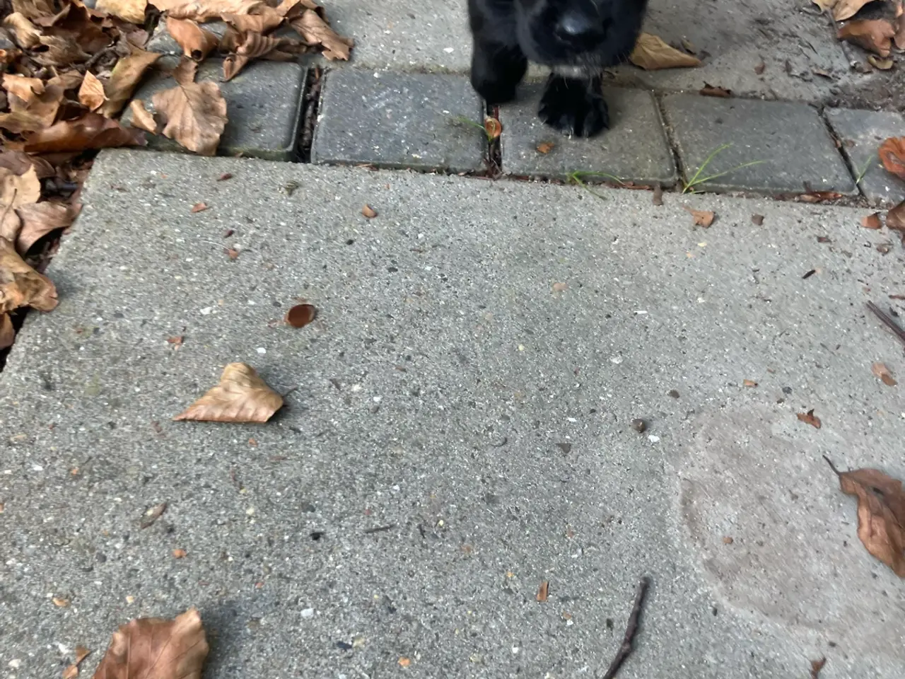 Billede 6 - Blanding schæfer springer 5 uger gamme. 