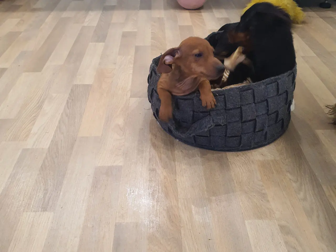 Billede 5 - GRAVHUNDEHVALPE KORTHÅRET DVÆRG