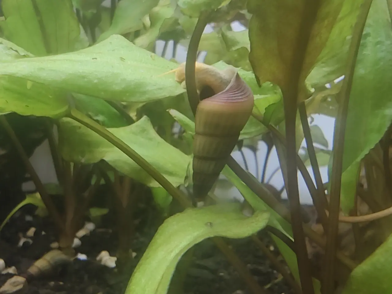 Billede 5 - Juwel Rio 125L akvarium (hvid) m. EHEIM filter