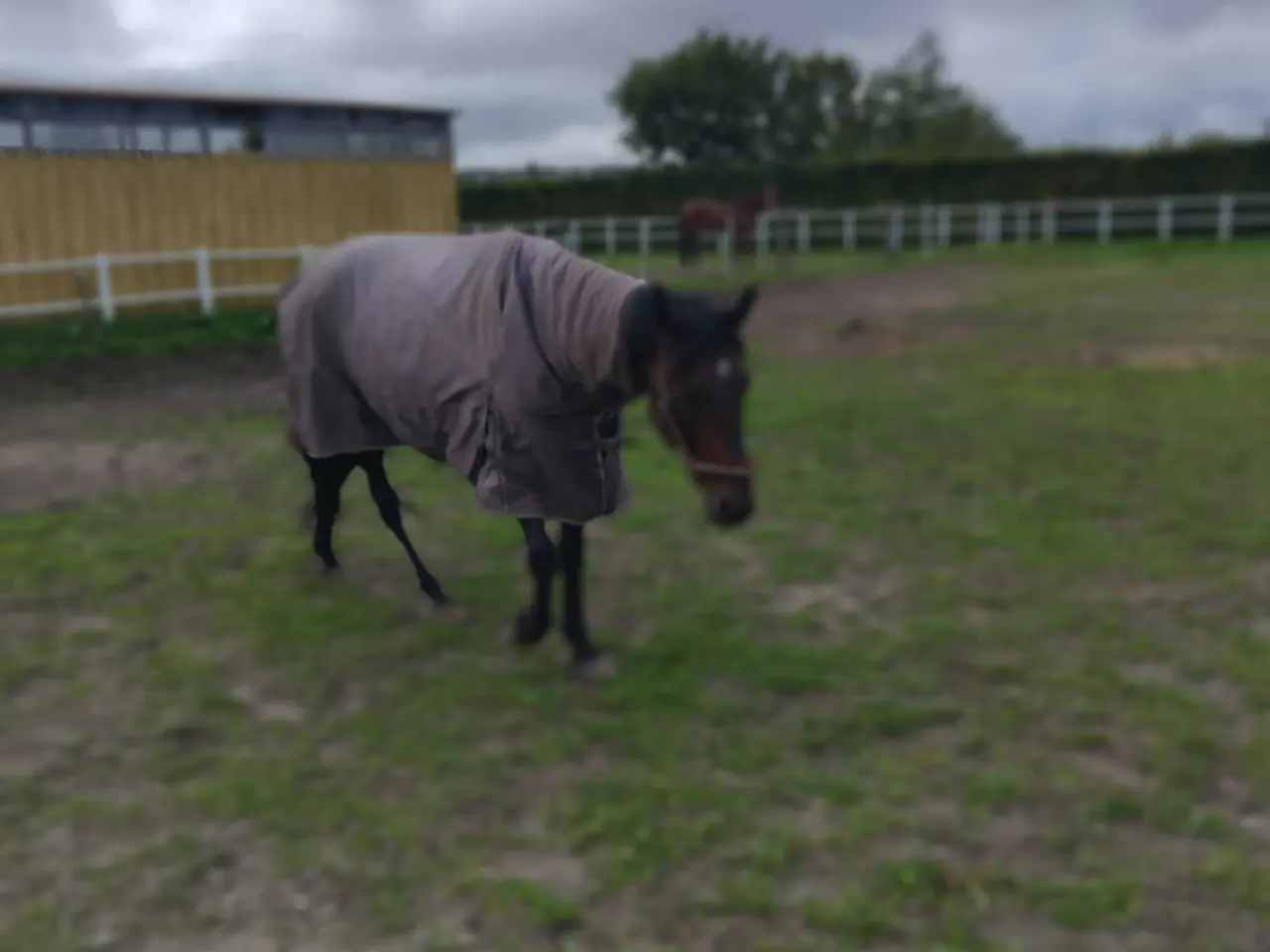 Billede 3 - Min elskede hest Enson
