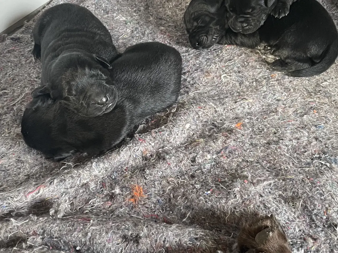 Billede 3 - Labrador