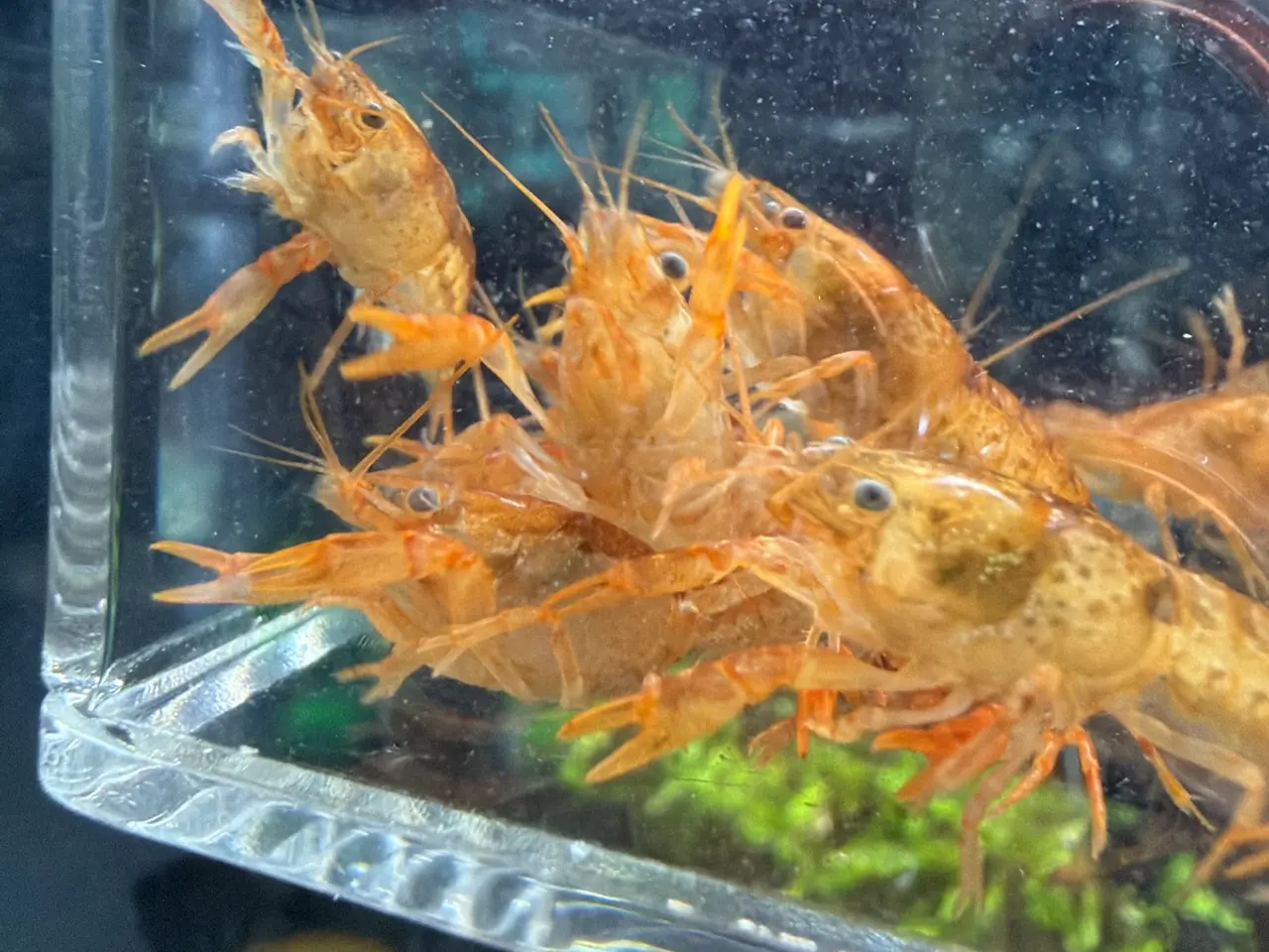 Billede 2 - 🦞 Flotte luksus orange CPO krebs🦞
