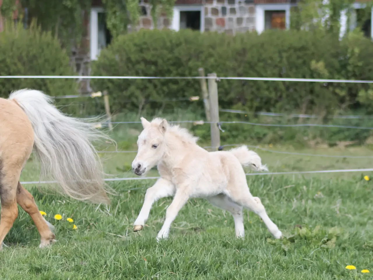 Billede 6 - Shetlands Palomino hoppeføl