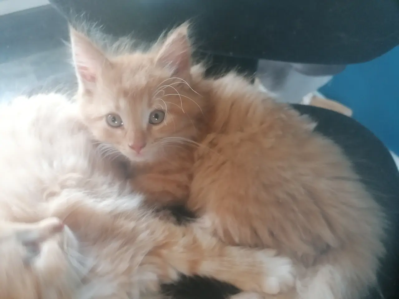 Billede 5 - Main coon blendinger
