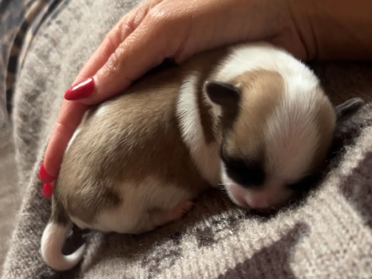 Billede 2 - Lhasa Apso/ Coton de tulear hvalpe