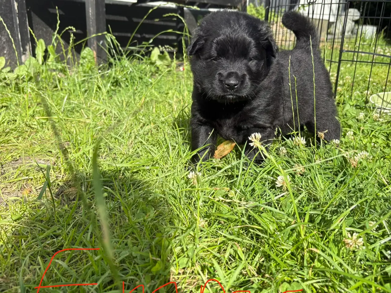 Billede 6 - Blandings hvalpe eurasier/golden