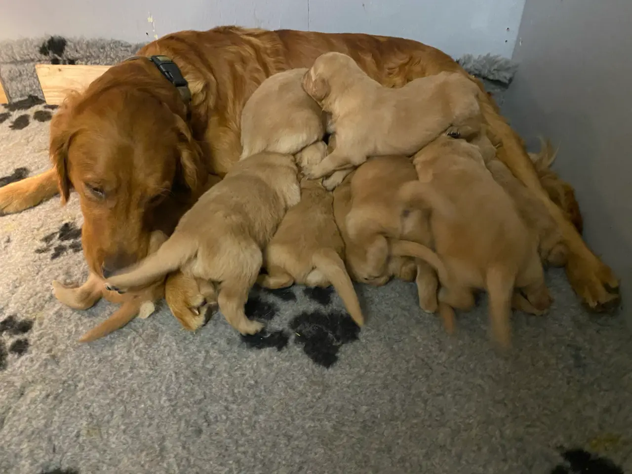 Billede 3 - Golden retriever hvalpe