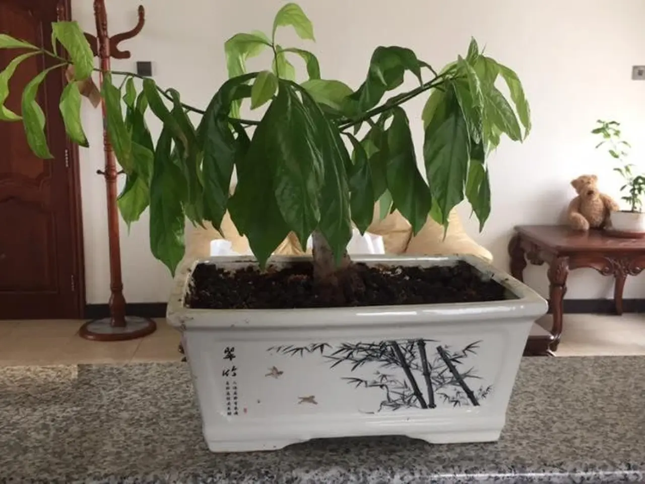 Billede 3 - 10 Cashew Frø inkl. DAO porto.