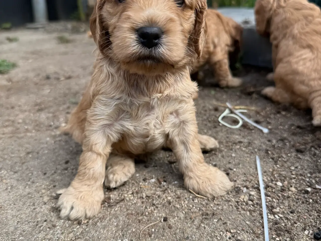 Billede 6 - 🐶❤️ 6 SKØNNE COCKERPOO-HVALPE SØGER KÆRLIGE HJEM