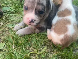 Fransk bulldog/ old english bulldog