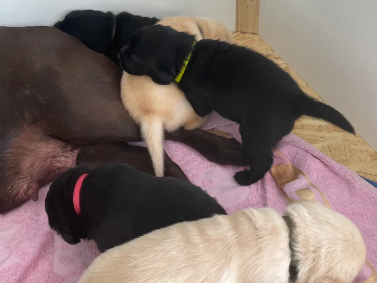 Billede 1 - Labrador/golden retriever hvalpe til salg