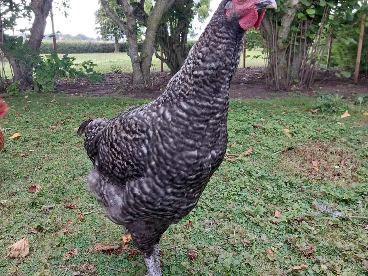 Billede 5 - Jersey Giant/Engelsk -blanding, sandsynligvis hane
