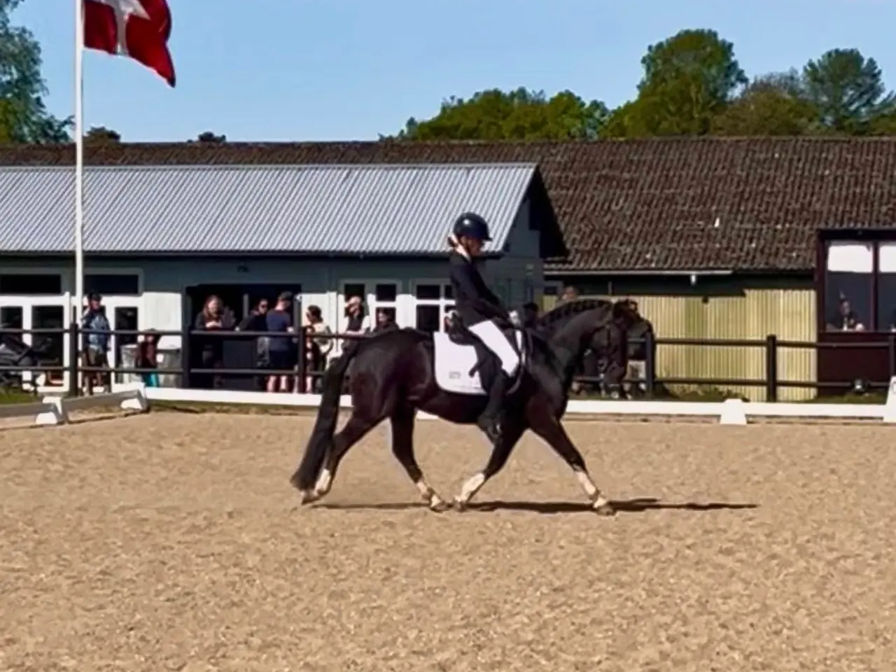 Billede 20 - Max kat 3,super børnepony