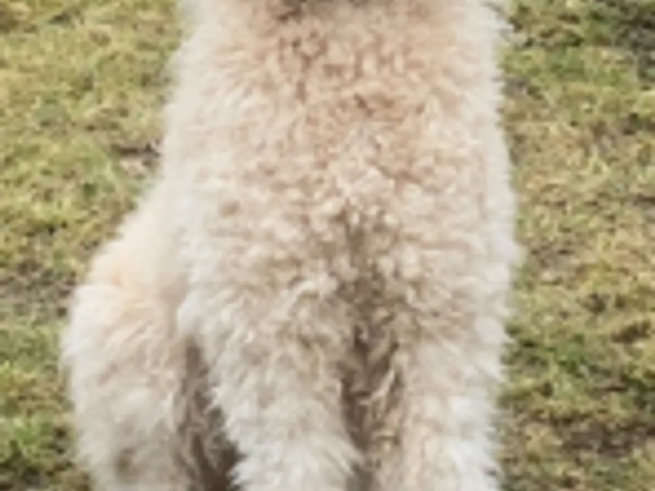 Billede 6 - Goldendoodles hvalpe