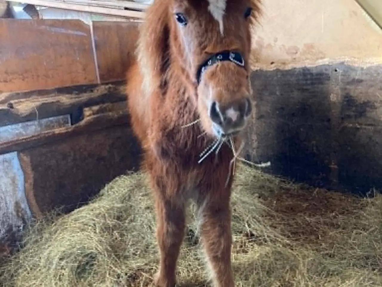 Billede 9 - Max - Hingst
