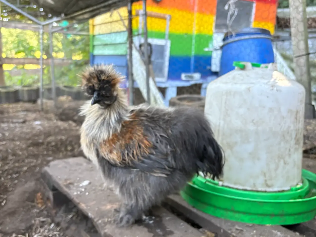 Billede 5 - Silkiehaner / Silkie roosters