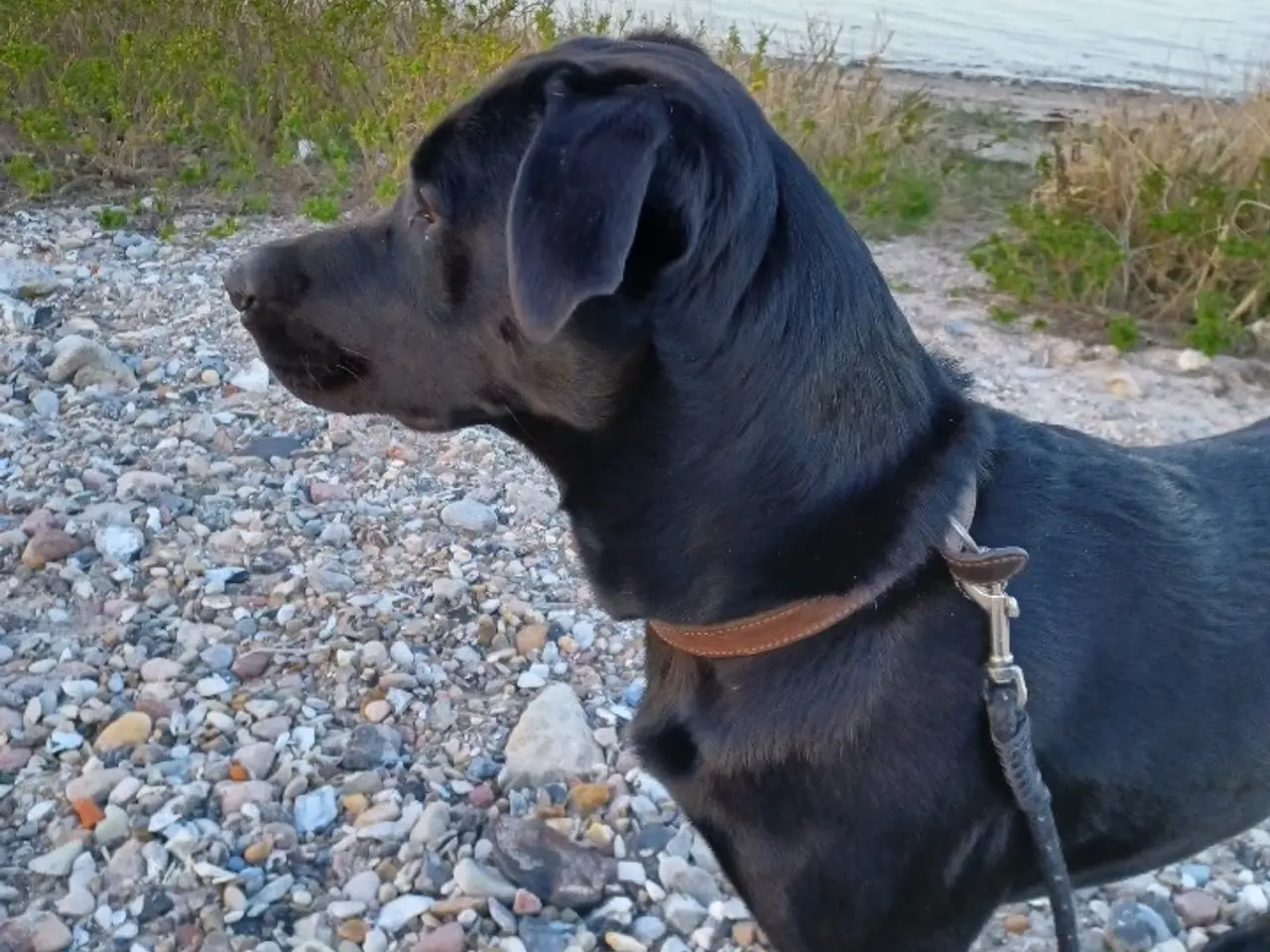 Billede 1 - Labrador hanhund, parring tilbydes 