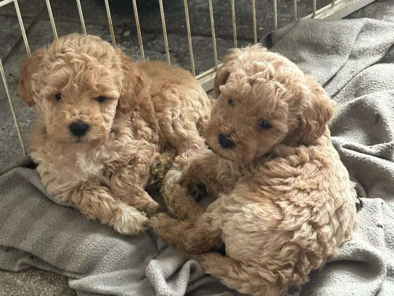 Billede 3 - Shapendoodle F1b