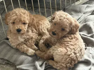 Shapendoodle F1b - 3