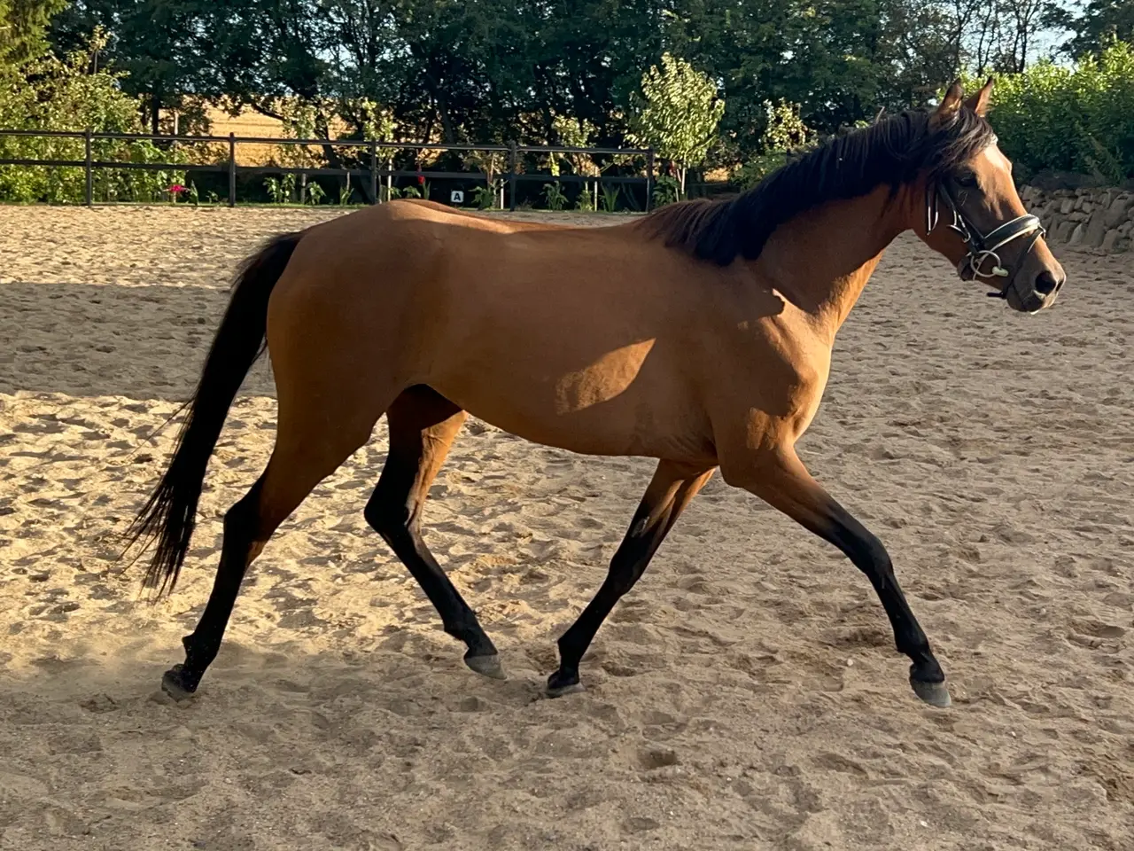 Billede 4 - Pony med gode gangarter