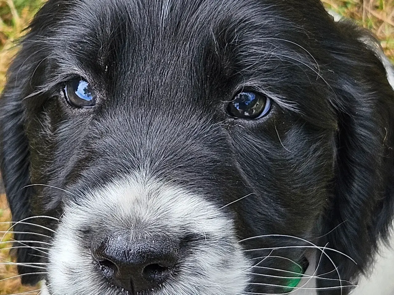 Billede 11 - Springer spaniel 8 uger