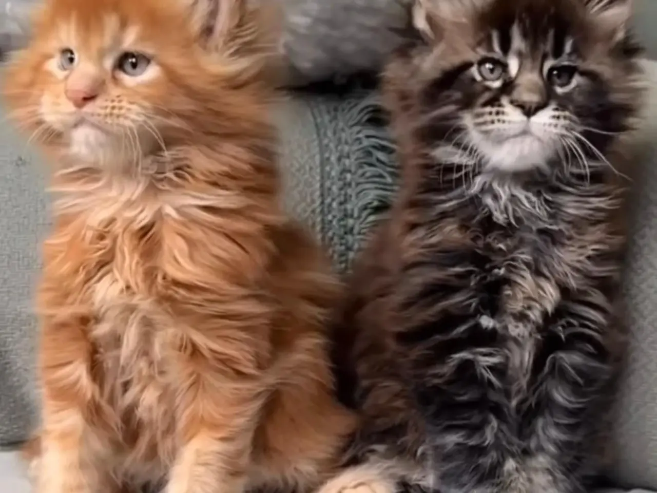 Billede 1 - Søges: Main Coon killing