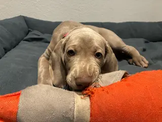 Weimaraner hvalpe søger nyt hjem. - 4