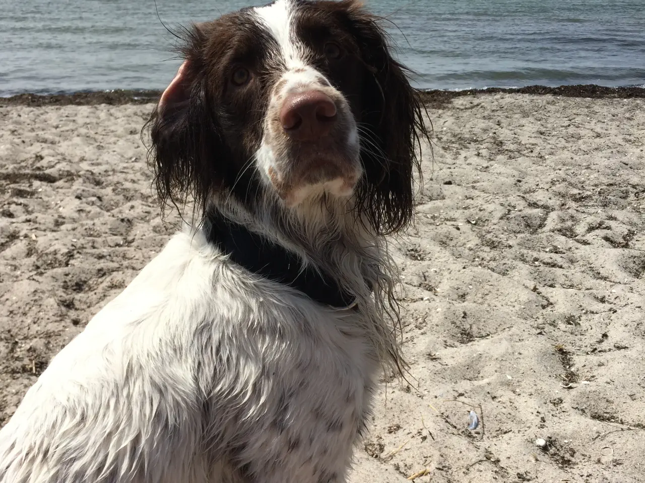 Billede 2 - Hanhund til Parring FT springer spaniel