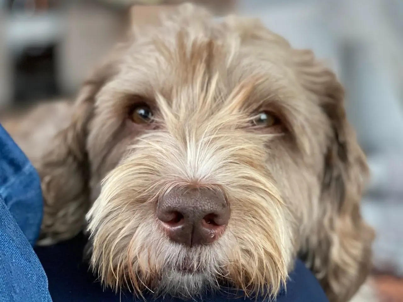 Billede 16 - Labradoodlehvalpe til 2027