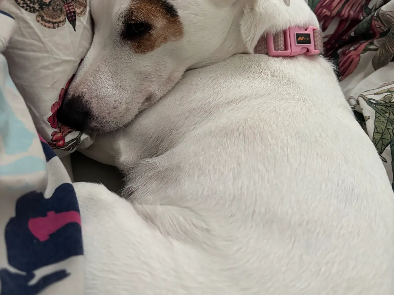 Billede 4 - Jack Russell Terrier til Omplacering