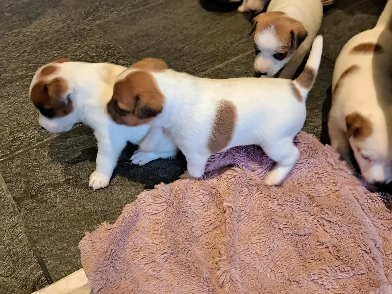 Billede 13 - Jack Russel Terrier