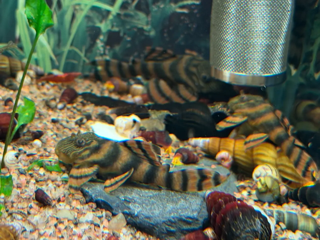 Billede 14 - Elefantsnegle, posthorn, spixi, nerite og helena