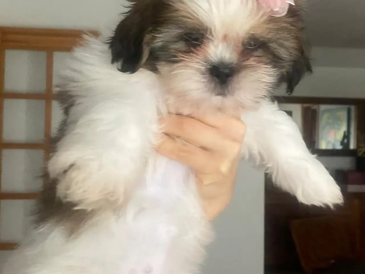 Billede 7 - Ægte Shih Tzu hvalpe