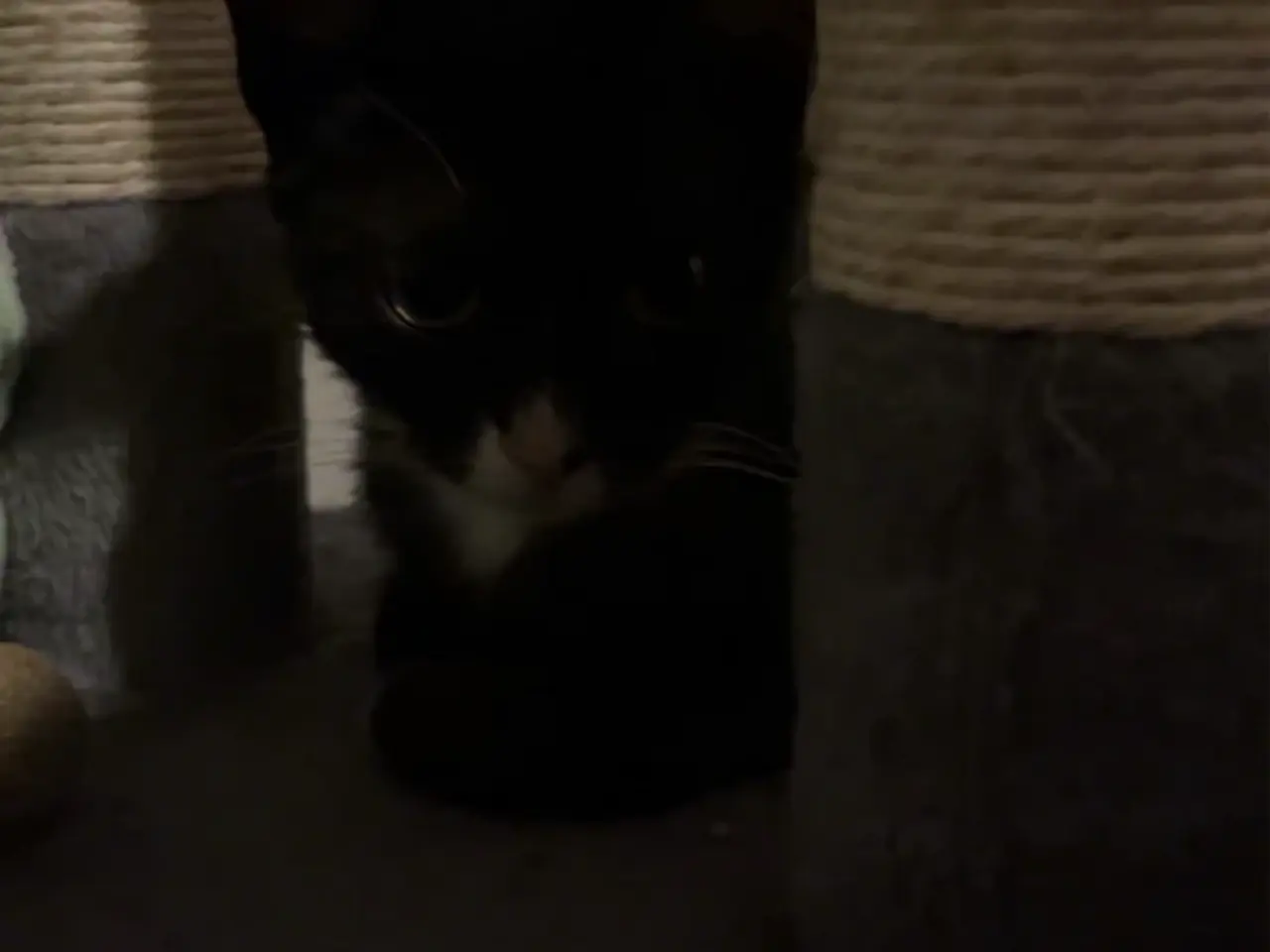 Billede 7 - Sort og hvid kat