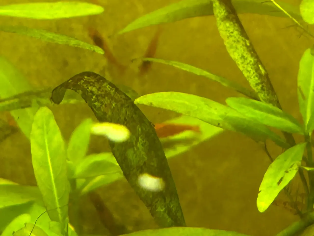 Billede 7 - 🦐🍒 Flotte Røde kirsebærrejer – Viby J