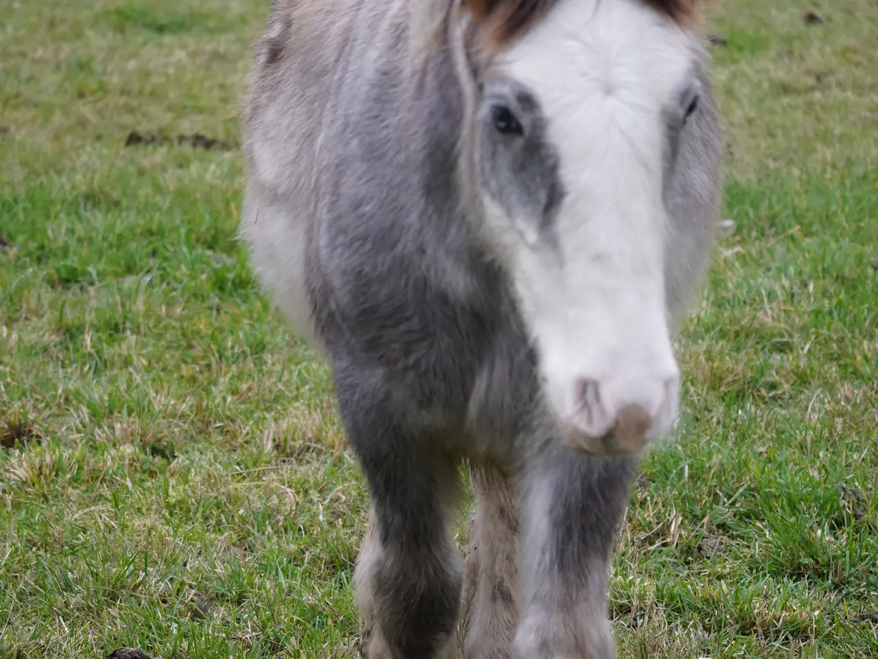 Billede 2 - Irish cob hingsteføl fra maj 2025