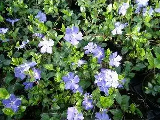 Bunddække Vinca Minor